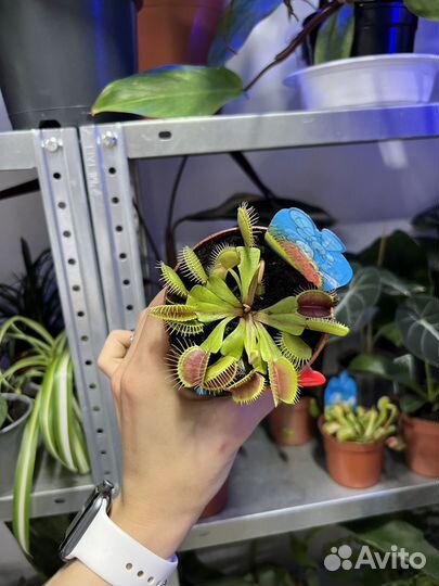 Дионея венерина мухоловка непентес