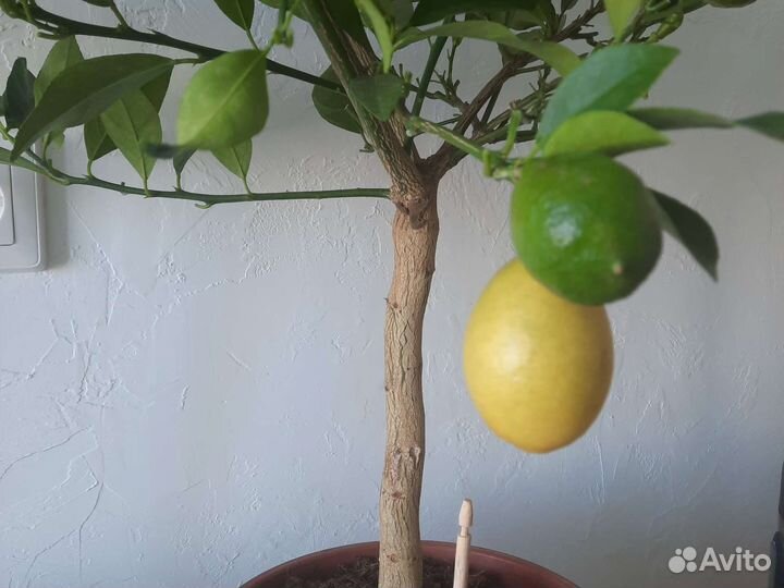 Дерево лимон