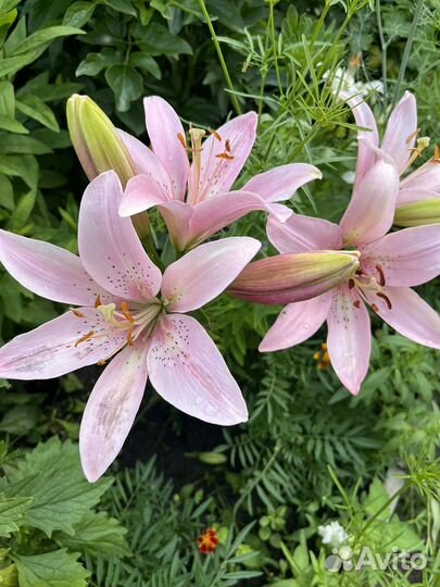 Лилии на срез