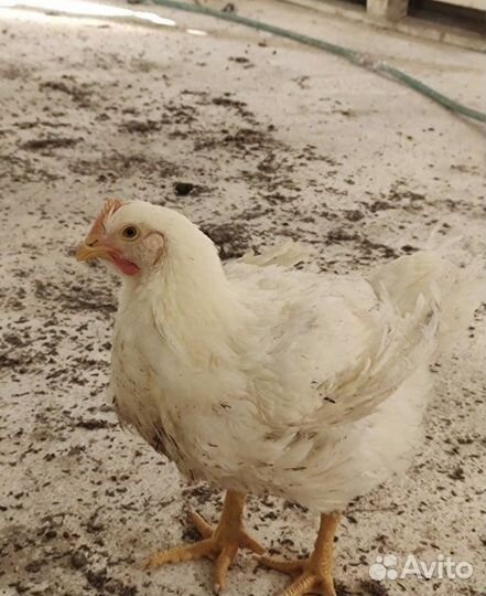 Куры бройлеры