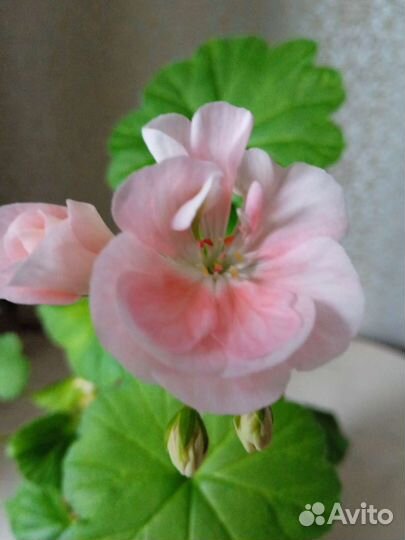 Пеларгония герань