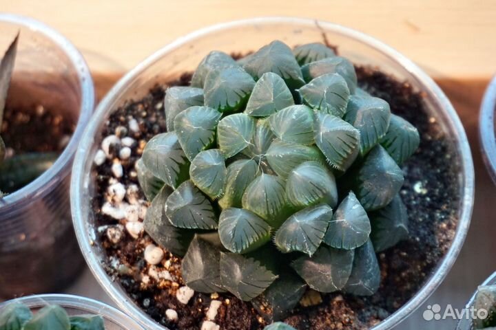 Хавортии купера пилифера