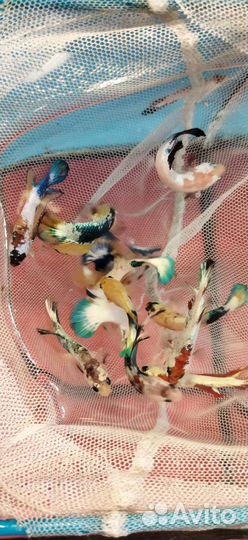 Рыба петушок самцы