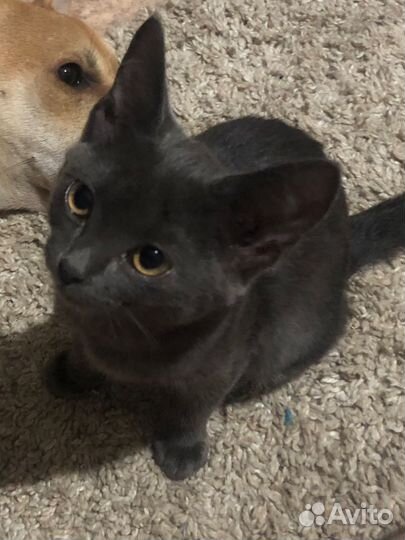 Потерялась кошка