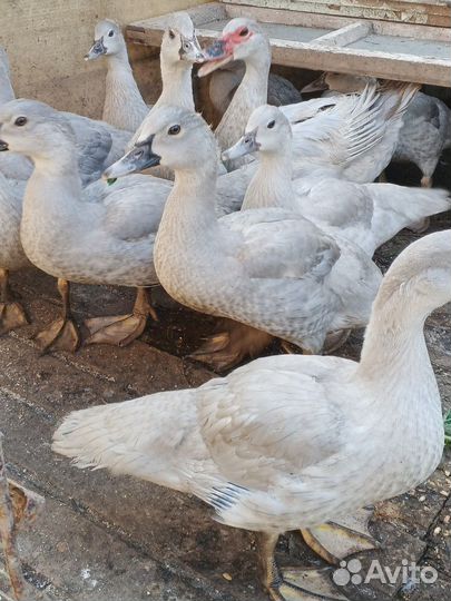 Мускусные утки лаванда