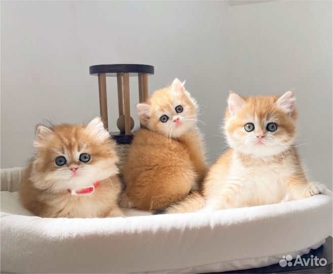 Золотая шиншилла мальчики