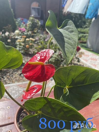 Антуриум красный