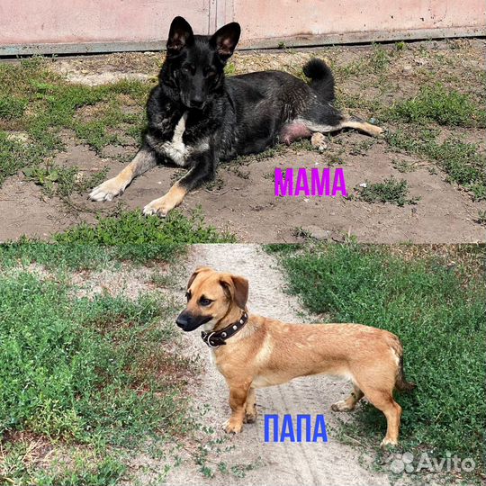 Щенки в добрые руки