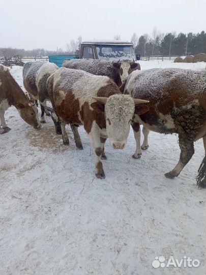 Продается бык