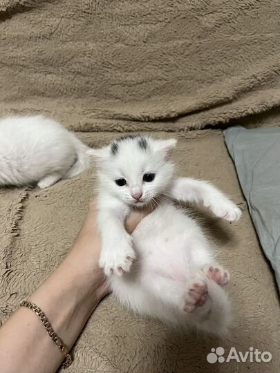 Отдам котят бесплатно