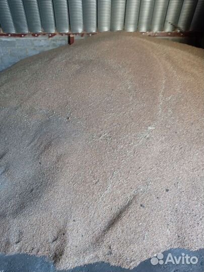 Зерно пшеница