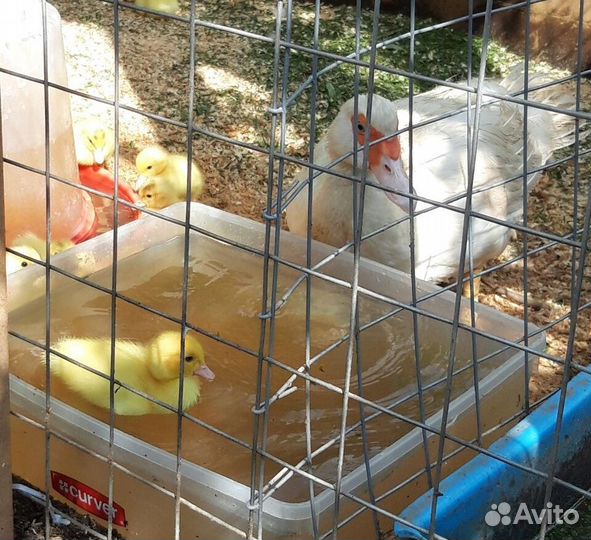 Утята белой мускусной утки на племя, индоутка