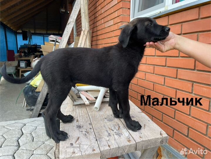 Щенки в добрые руки