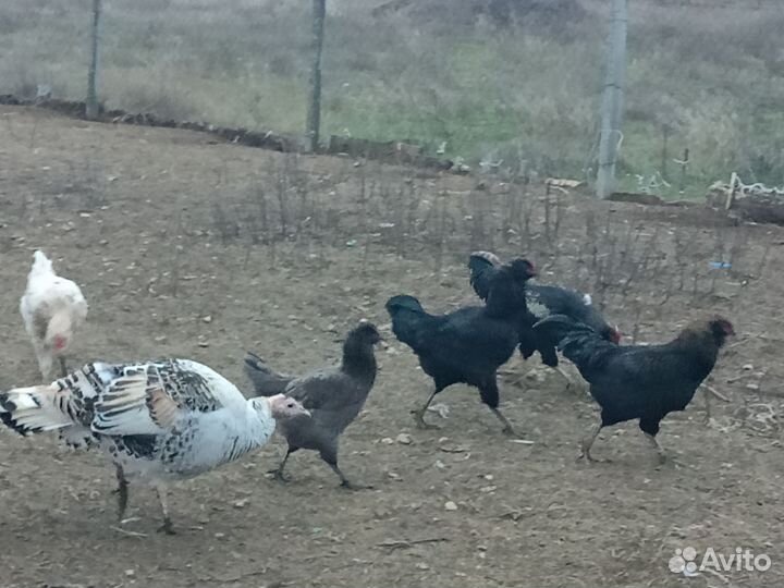 Молодые петухи