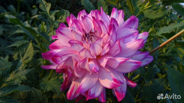 Клубни георгин