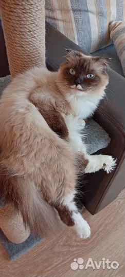 Священная бирма кошка