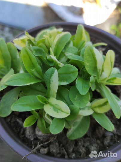 Растения для сада, цветы зкс