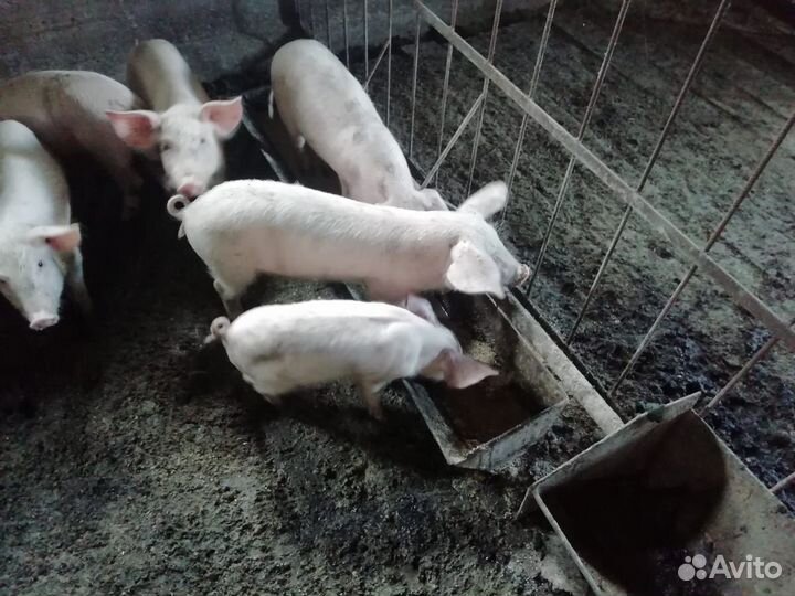 Продажа поросят