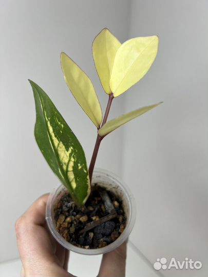 Замиокулькас вариегатный