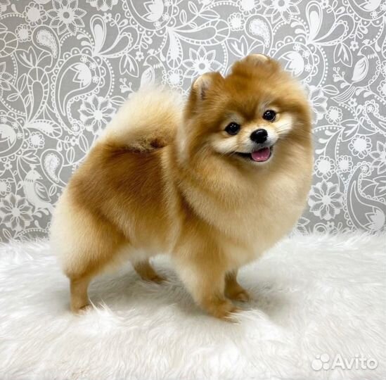 Стрижка собак