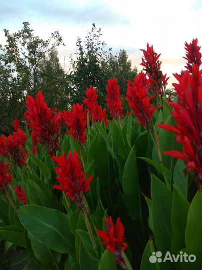 Канны, георгины