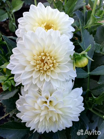 Георгины низкорослые