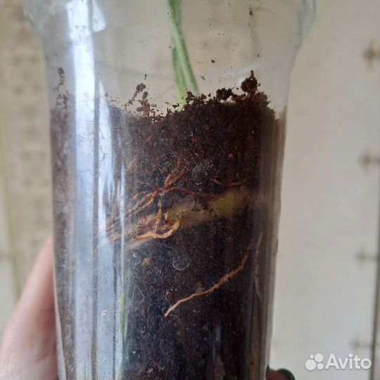 Сансевиерия сортовая