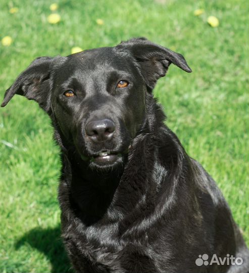 Собака Василиса в добрые руки