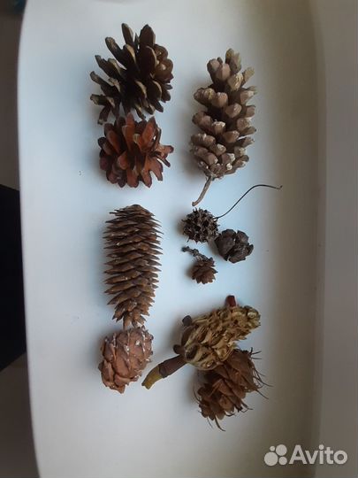 Набор шишек для учебы/творчества из 10-11 шт