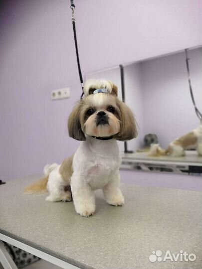 Груминг собак и кошек