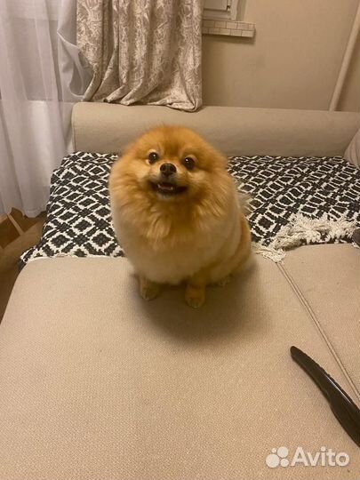 Померанский шпиц вязка кобель