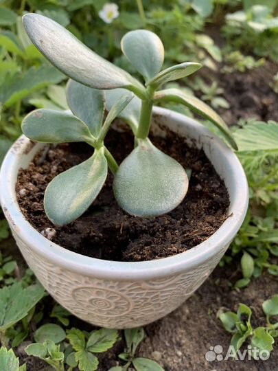 Крассула толстянка