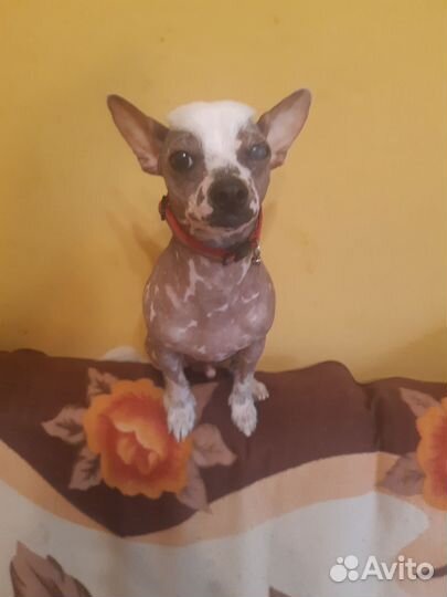 Вязка,мальчик мини китайской хохлатой