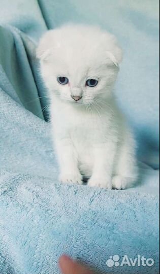 Британская шиншилла поинт