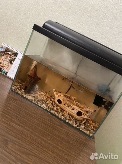 Аквариум с рыбками