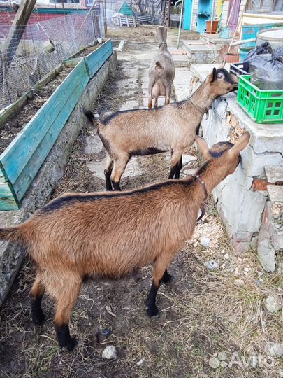 Коза чешская