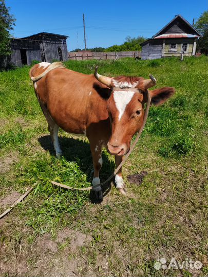 Корова первотелка. Нетель