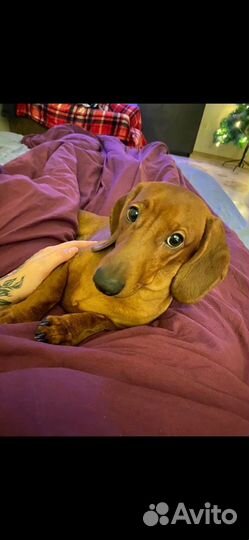 Щенок такса