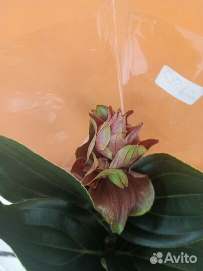 Мединилла растение