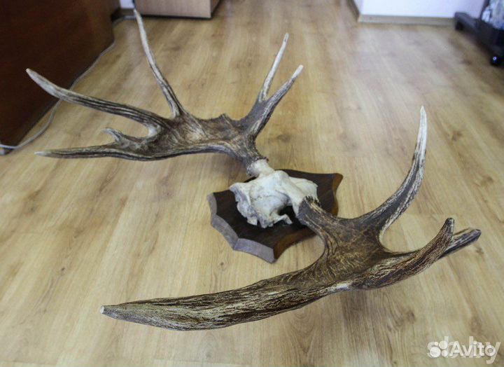 Лось олень рога