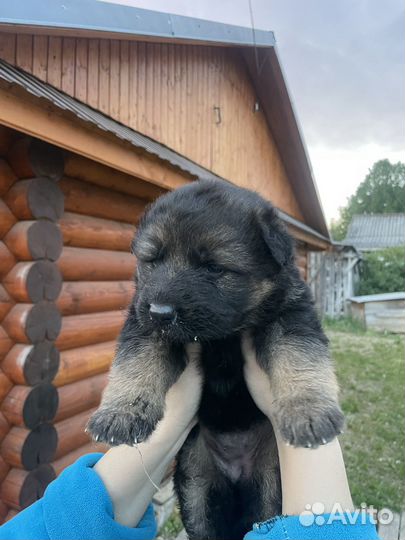 Немецкая овчарка