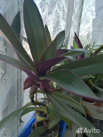 Комнатные цветы