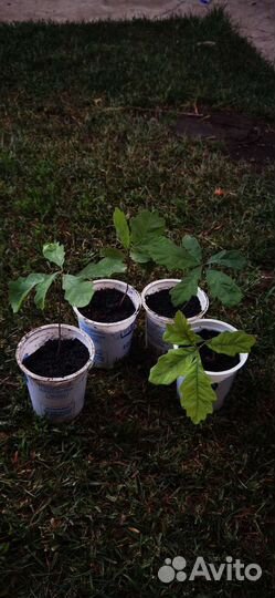 Саженцы дуба