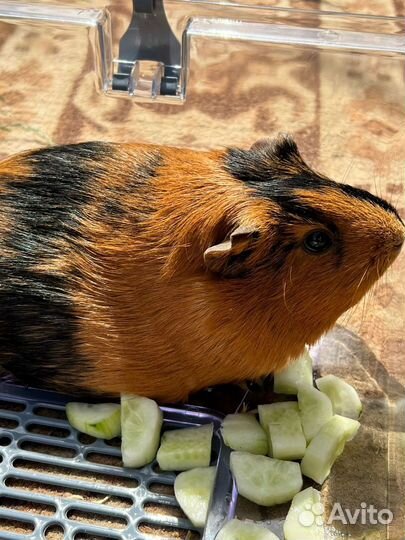 Морская свинка с клеткой