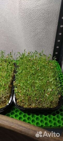 Микрозелень