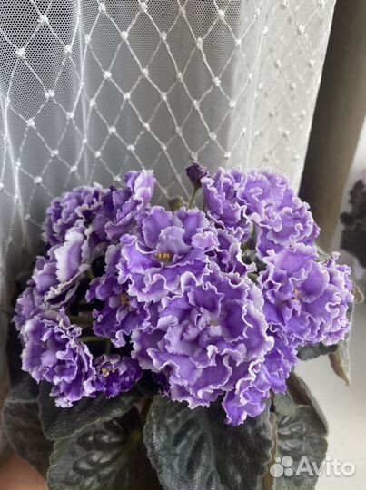 Фиалки сортовые