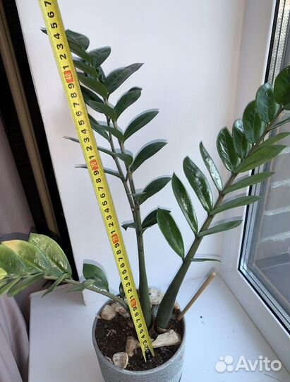 Замиокулькас