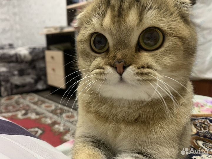 Шотландская