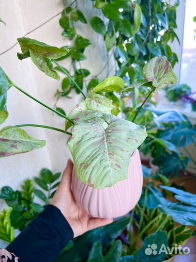 Растения. Сингониум