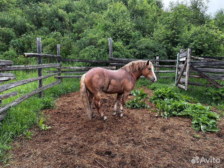 Жеребец тяжеловоз